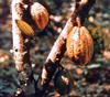 cacaobean